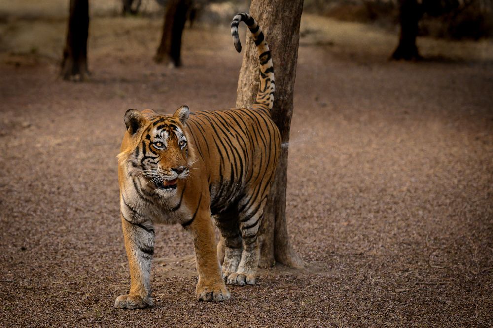 TIGER MARKING HER TERATORY