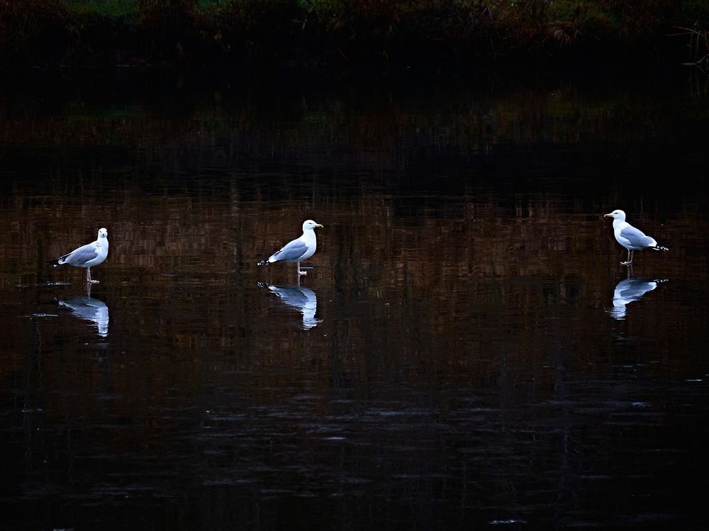 Photograph by Сергей Владимирович
