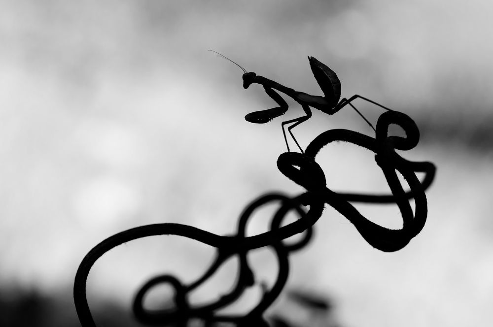 Photograph by Тараненко Анжелика