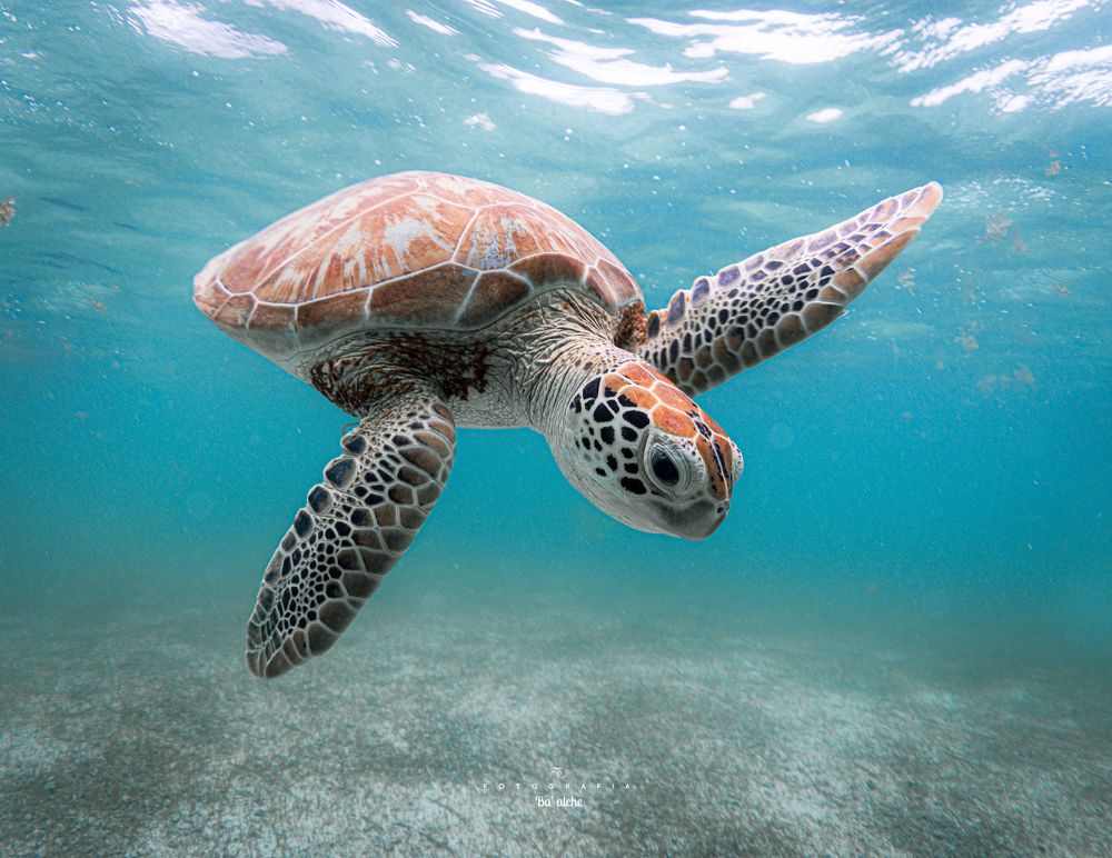 Photograph by Mizael Palomeque