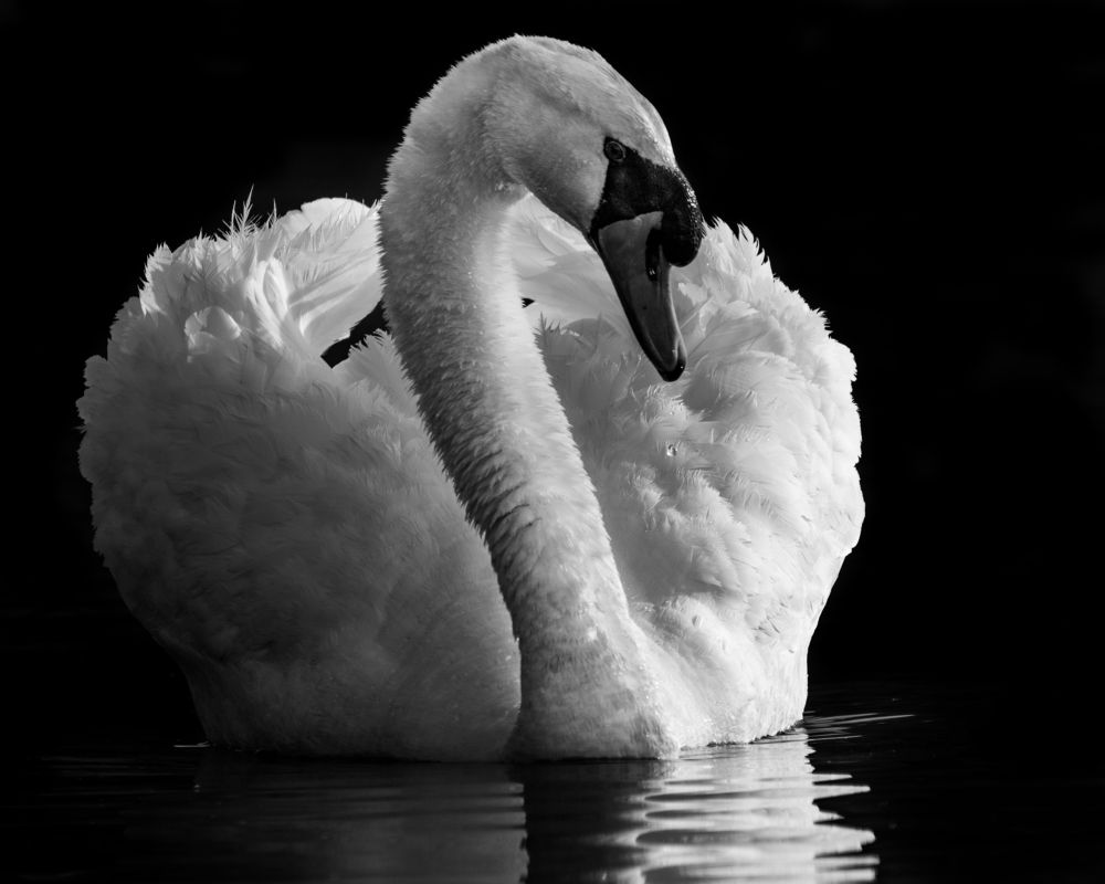 Photograph by JAMES BAILEY