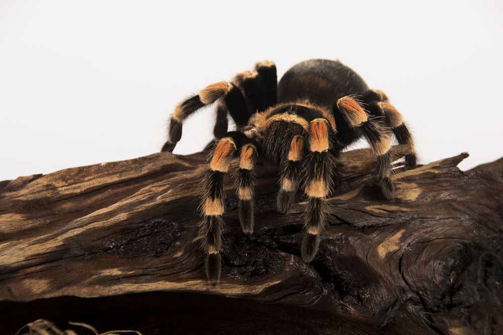 Photograph by Волгина Елена