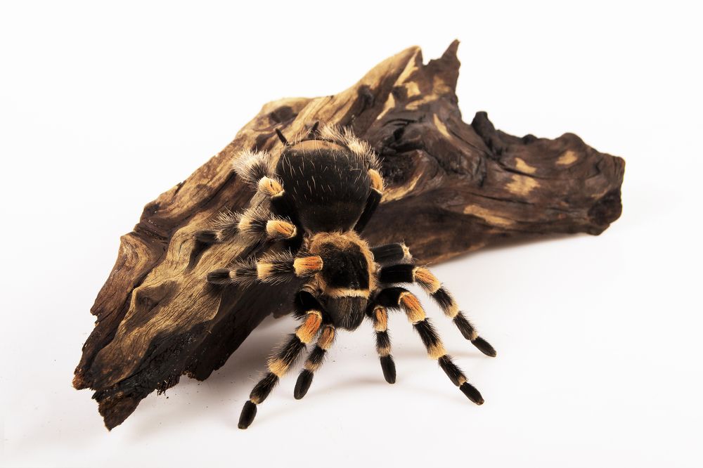 Photograph by Волгина Елена