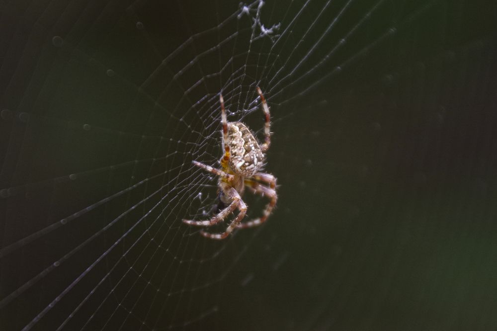 Photograph by Елена Щитова