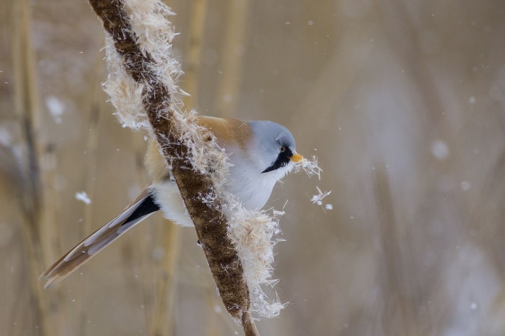 Photograph by Сергей Алексеев