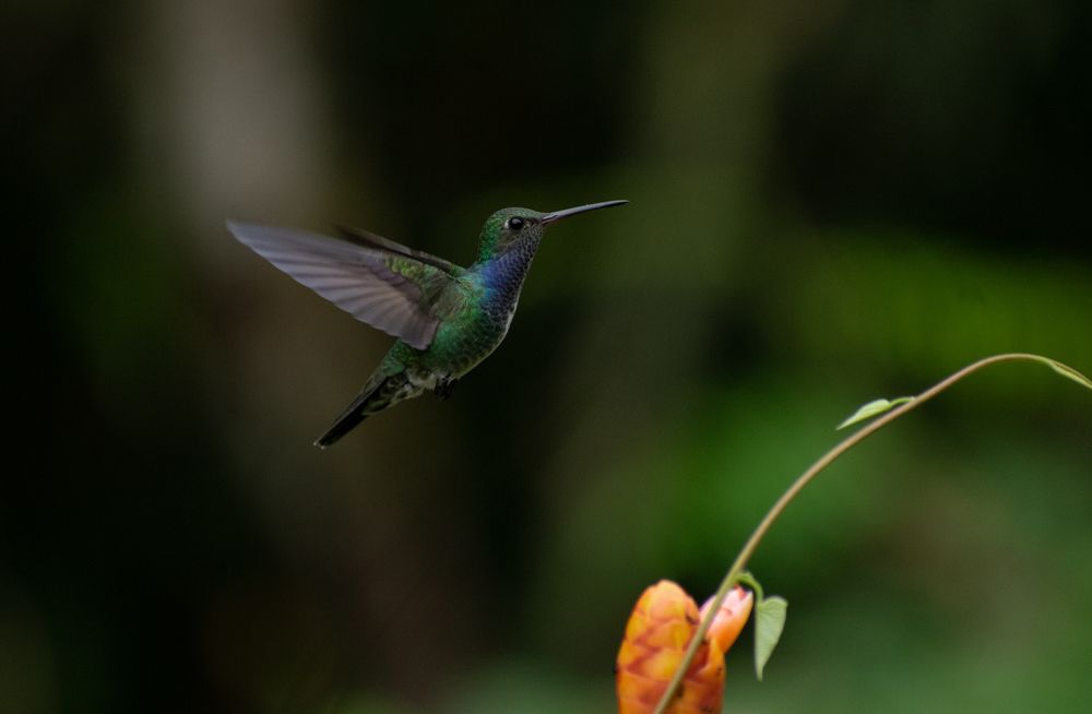 Photograph by Edut Flores Huaman