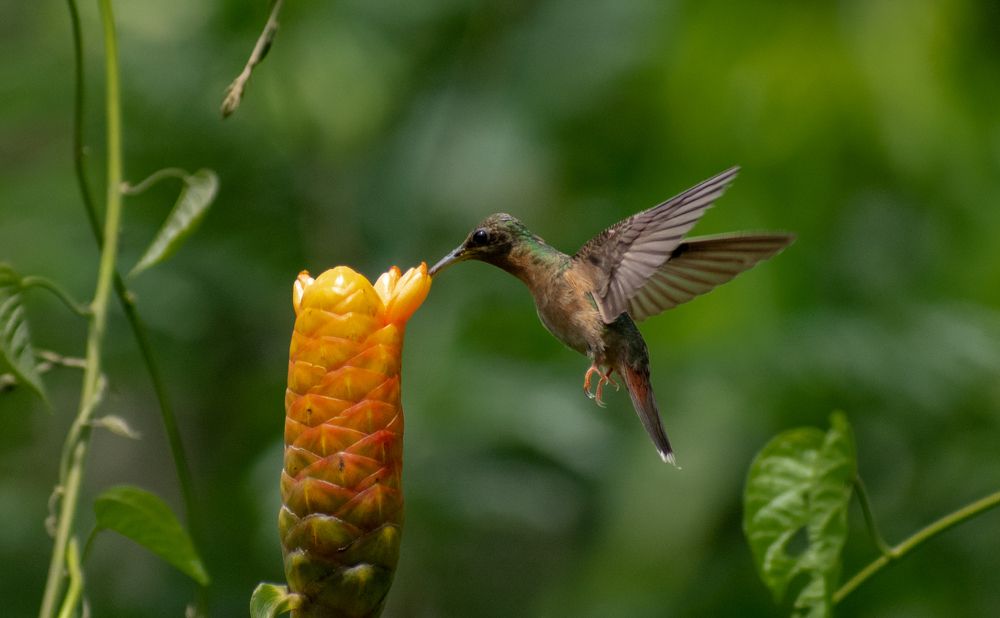 Photograph by Edut Flores Huaman
