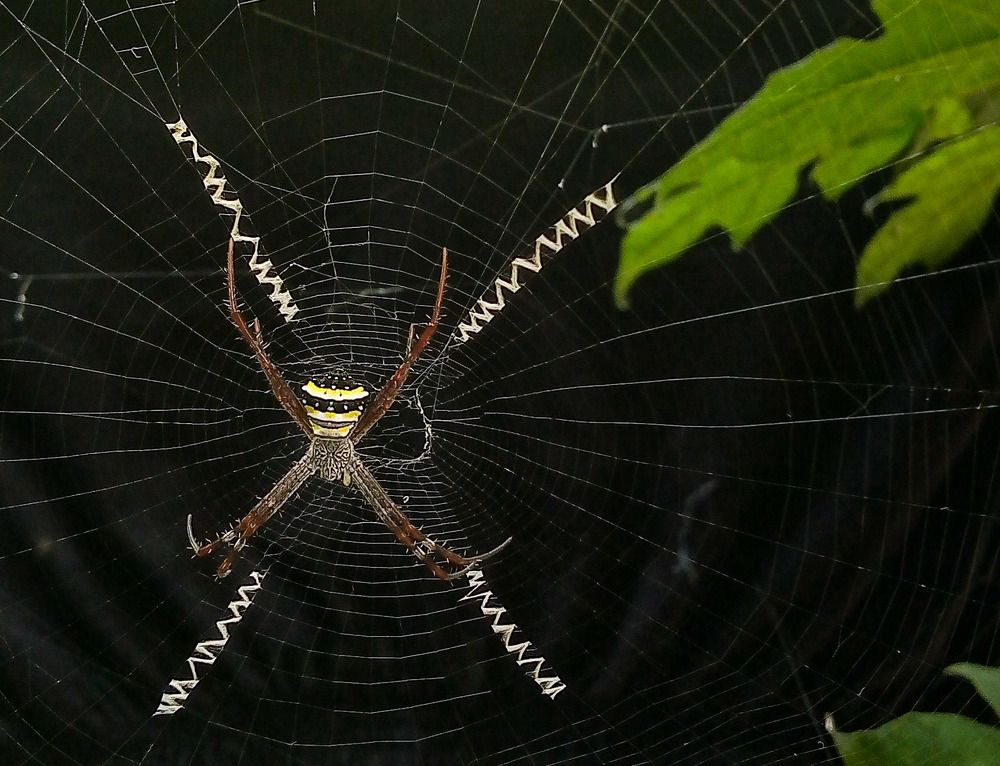 Photograph by Kamal Bhattacharjya