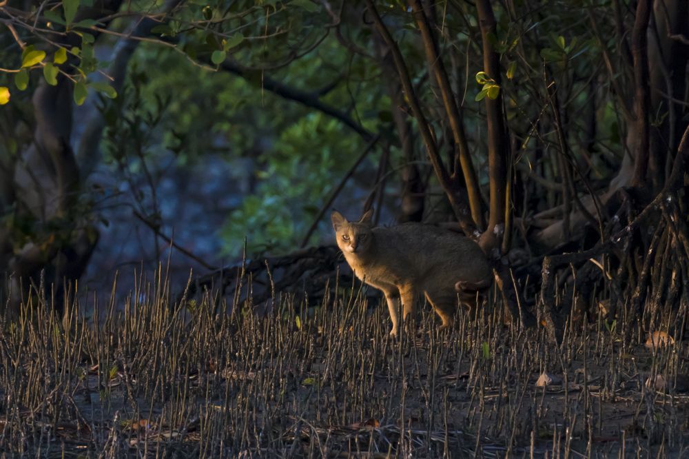 Photograph by Ritam Biswas