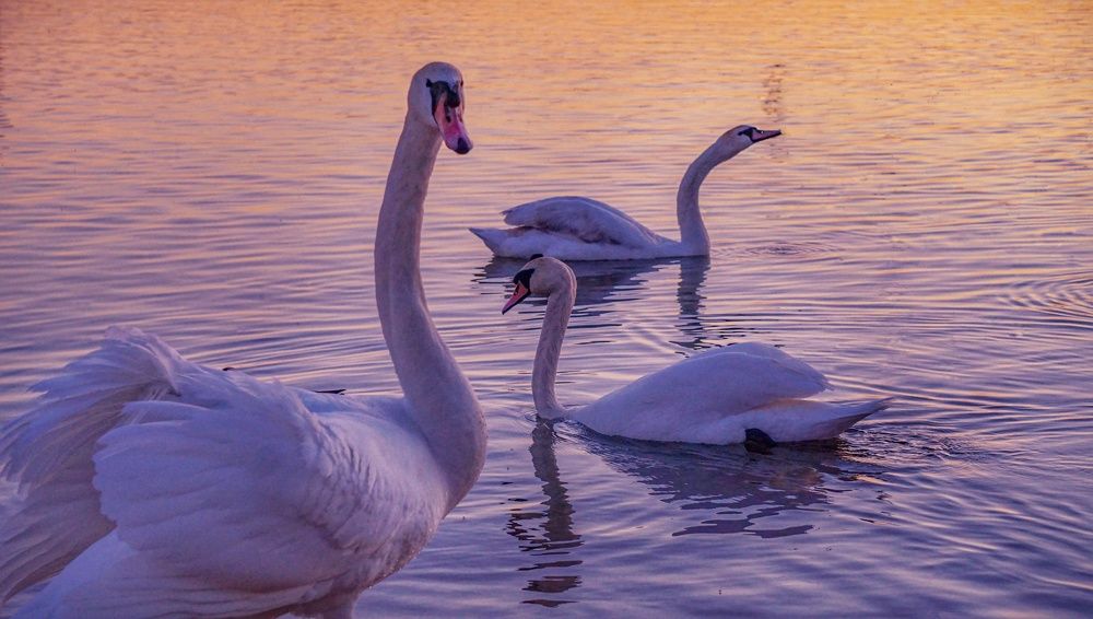 Photograph by Елена Пасажицкая