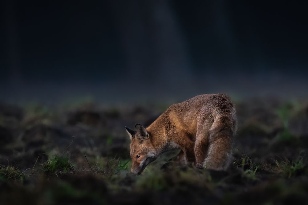 Photograph by Dawid Cichosz