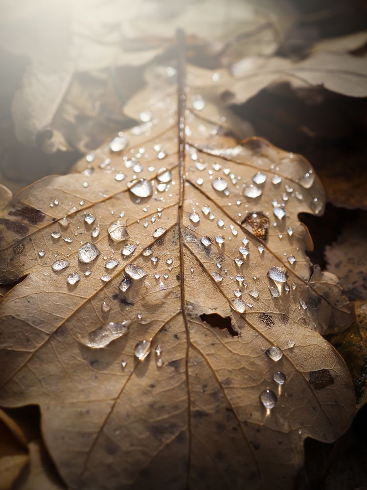 Photograph by Сергей Калёв