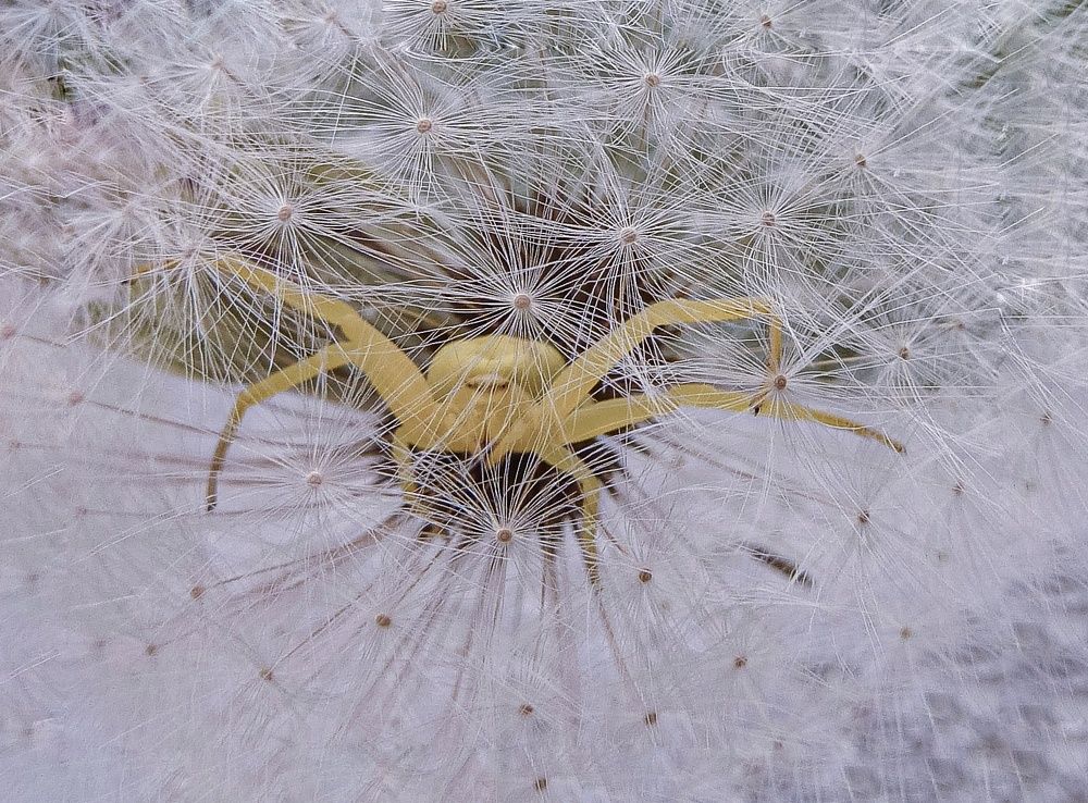 Photograph by Ольга Еженевская