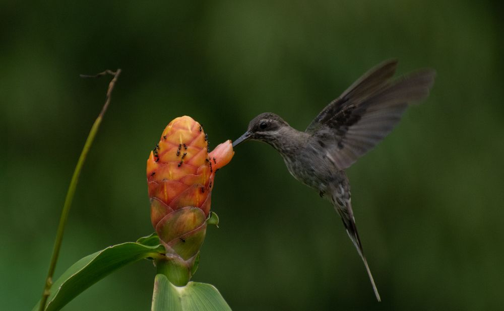 Photograph by Edut Flores Huaman