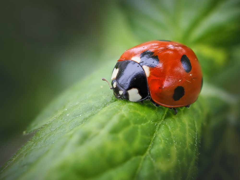 Photograph by Сергей Калёв