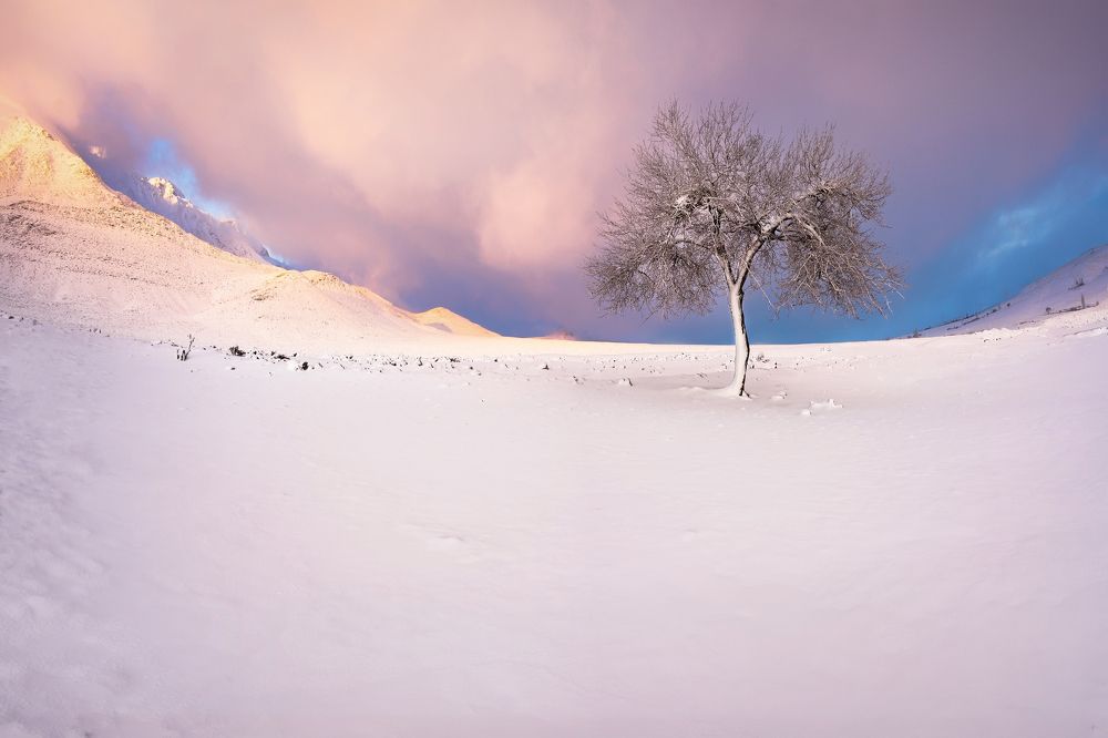 Photograph by majid arab