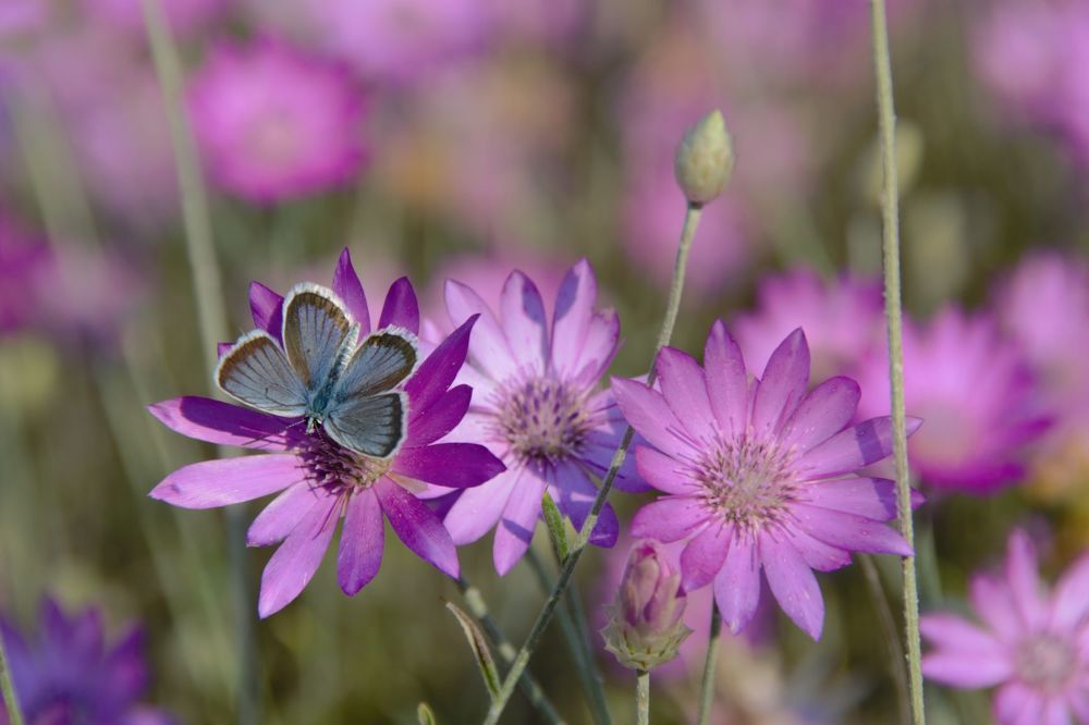 Лиловая поляна.