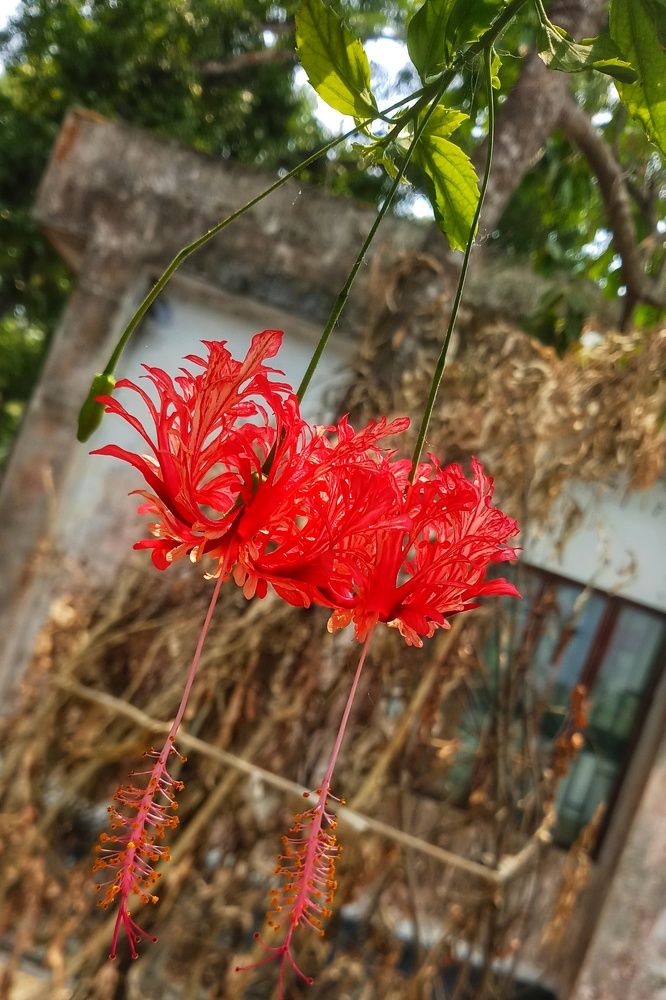 Photograph by Meer Ariful Haque