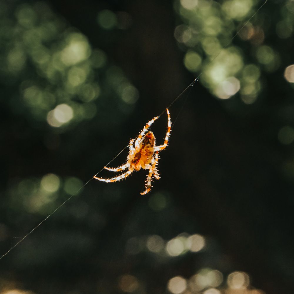 Photograph by Ксения Цапуста