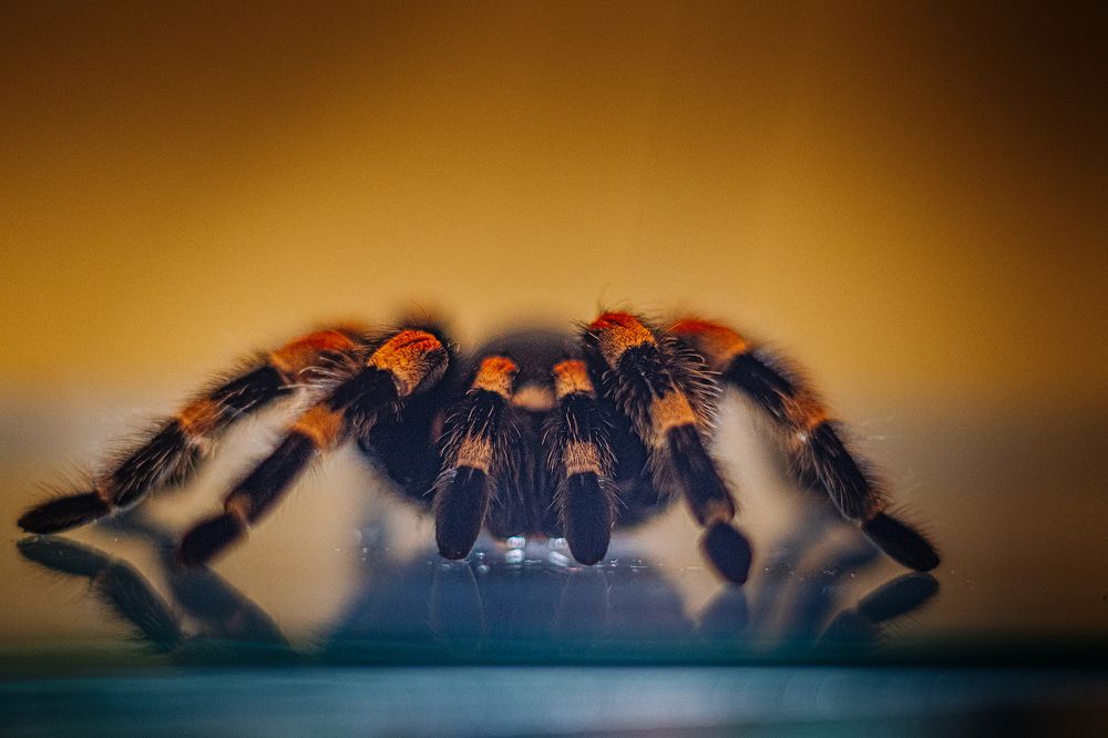 Фотография автора Alexander Komarov