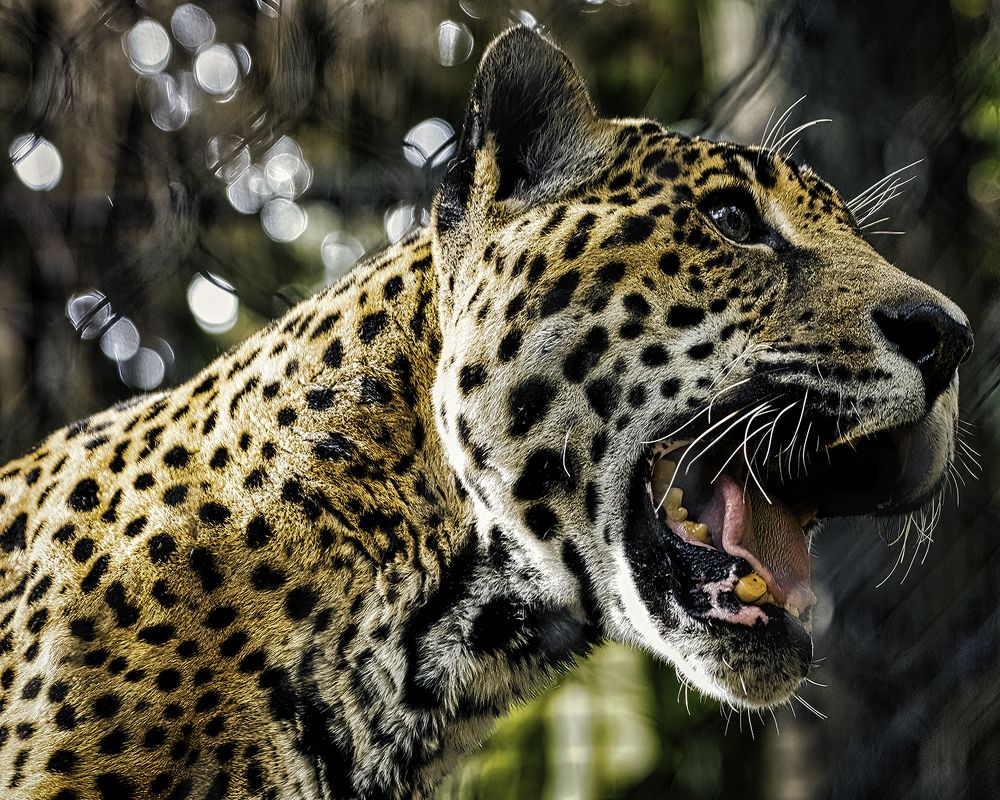 Фотография автора Raymond Asiala