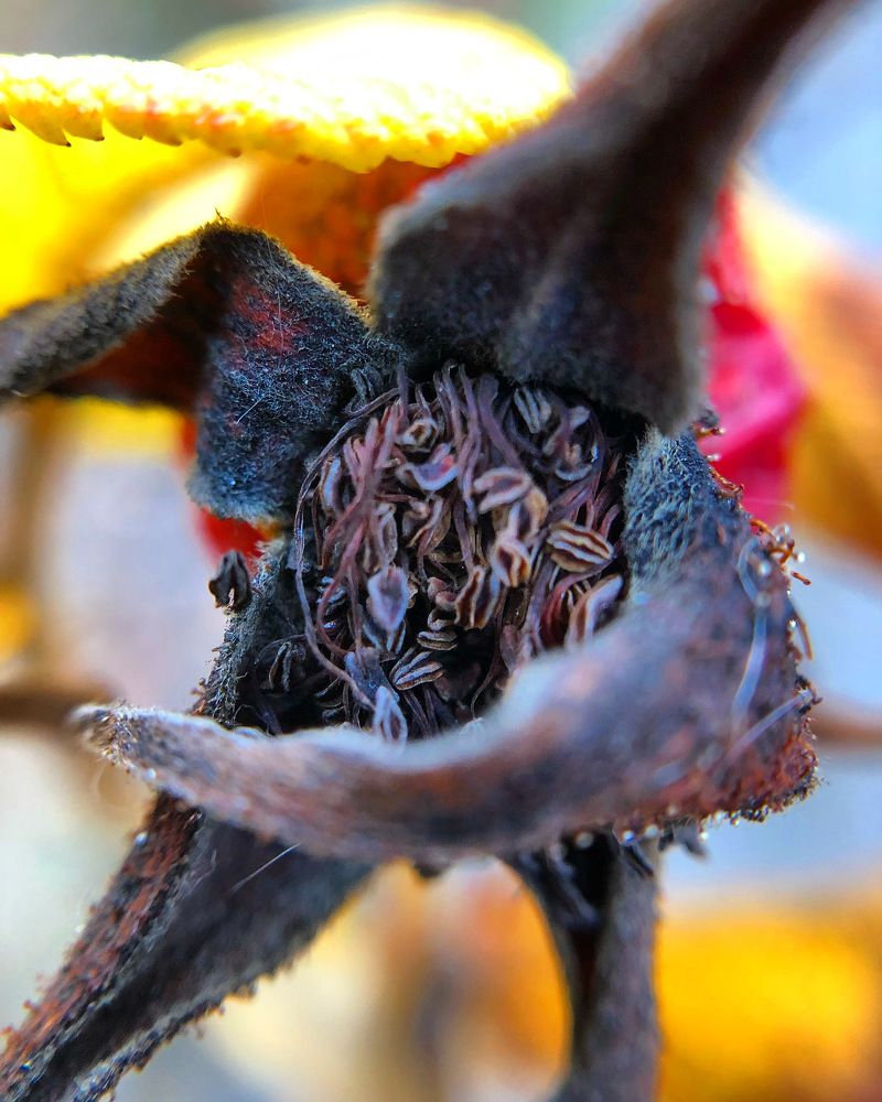 The amazing beauty of rosehip flowers.