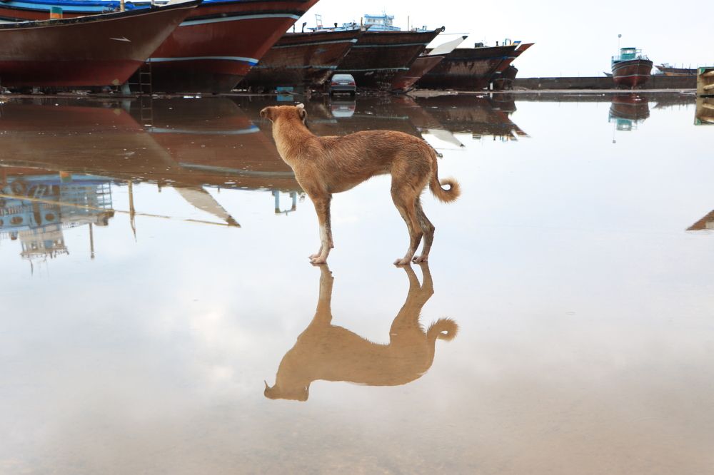 Photograph by Mohammad hasan Raziabadi