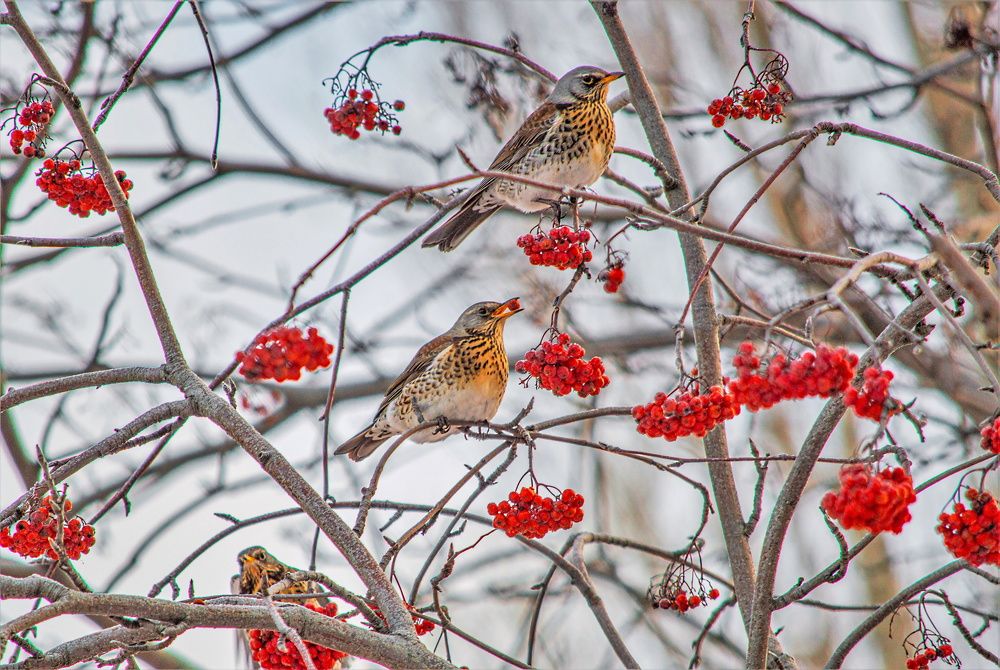 Дрозды рябинники.