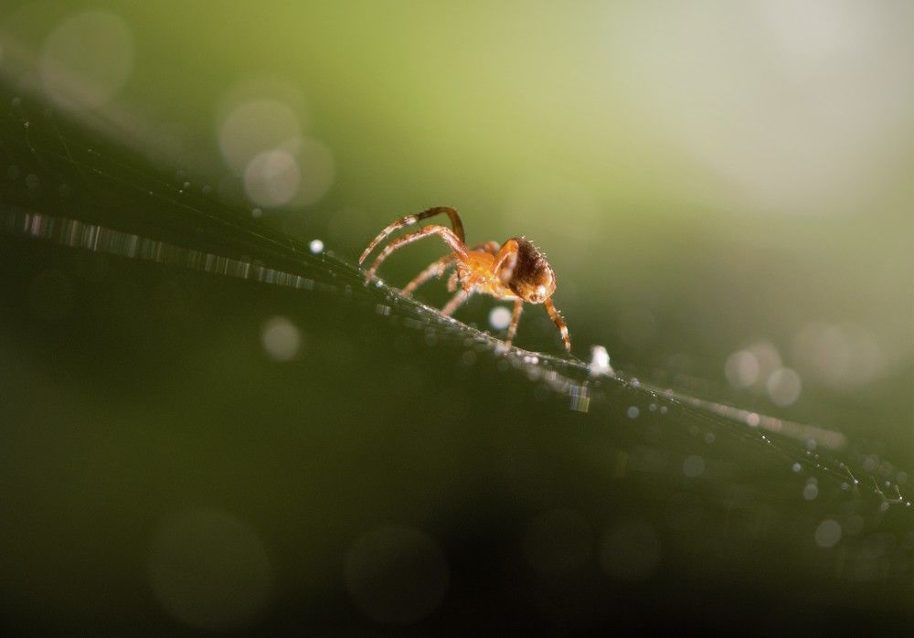 Фотография автора Альбина Хвастунова