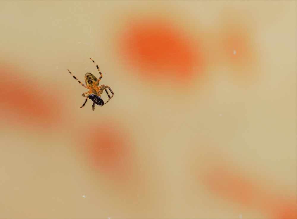 Фотография автора Альбина Хвастунова