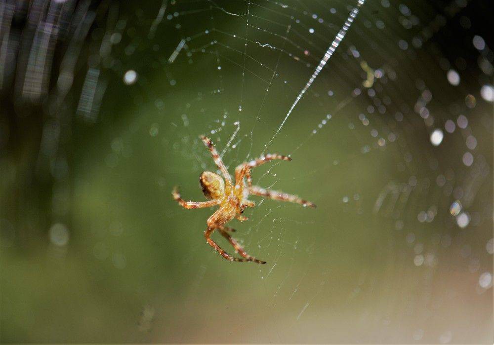 Фотография автора Альбина Хвастунова