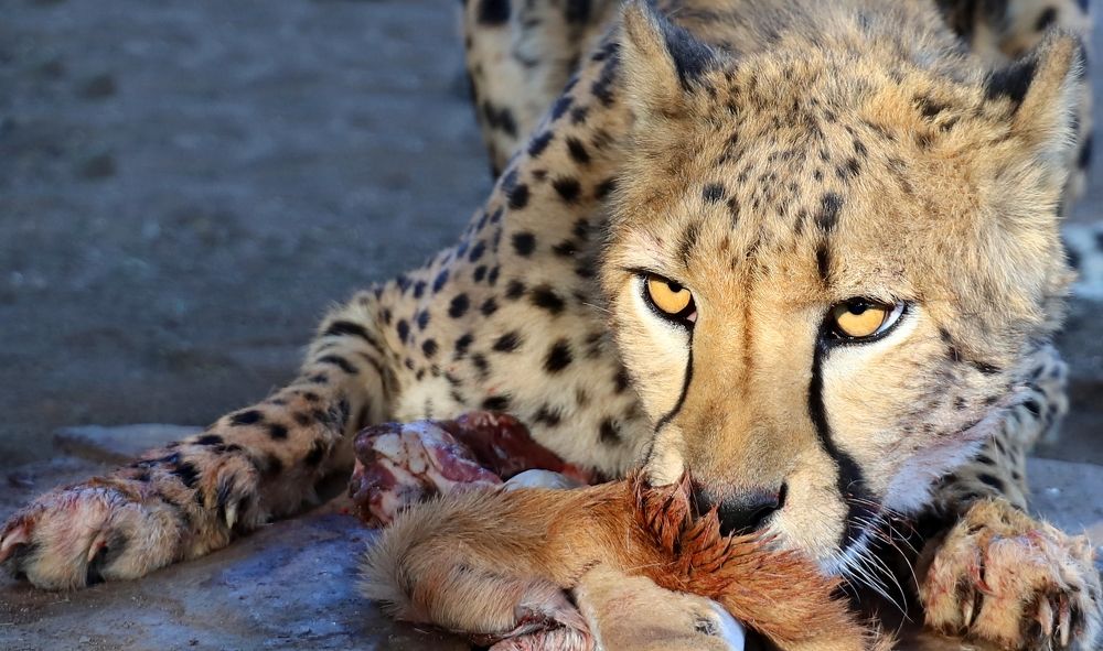 Photograph by Диана Жагрина