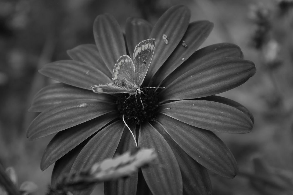 Photograph by Francisco Ferreira