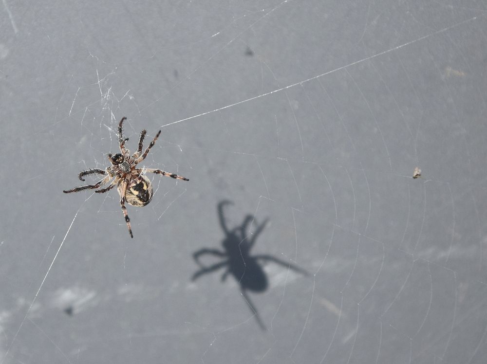 Фотография автора Альбина Хвастунова