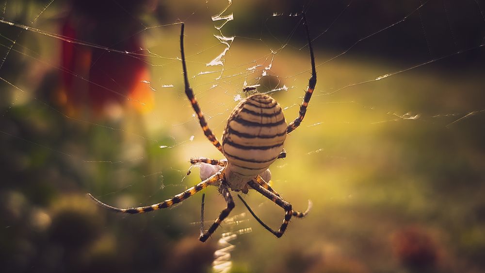 Spider