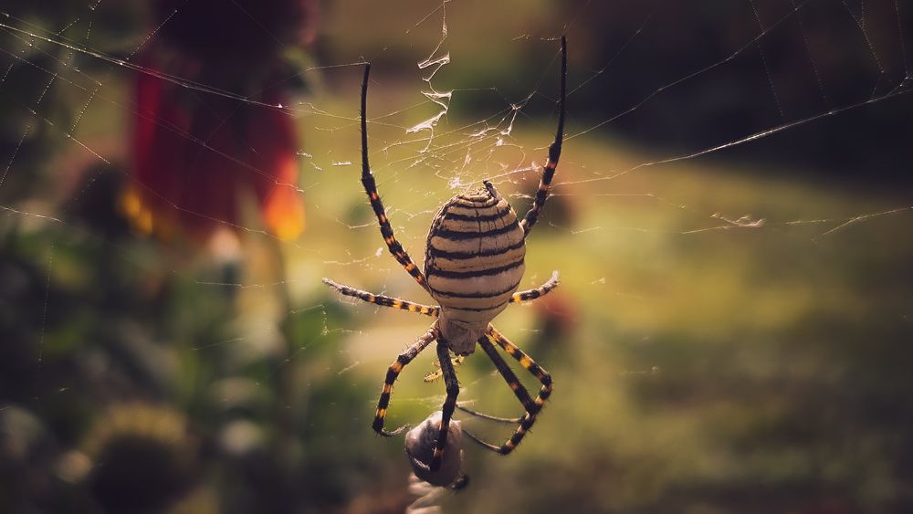 Spider