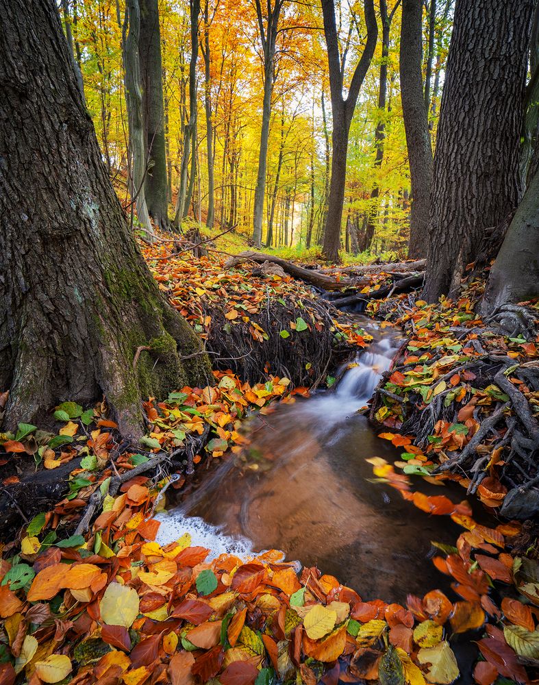 Photograph by Ladislav Szabó
