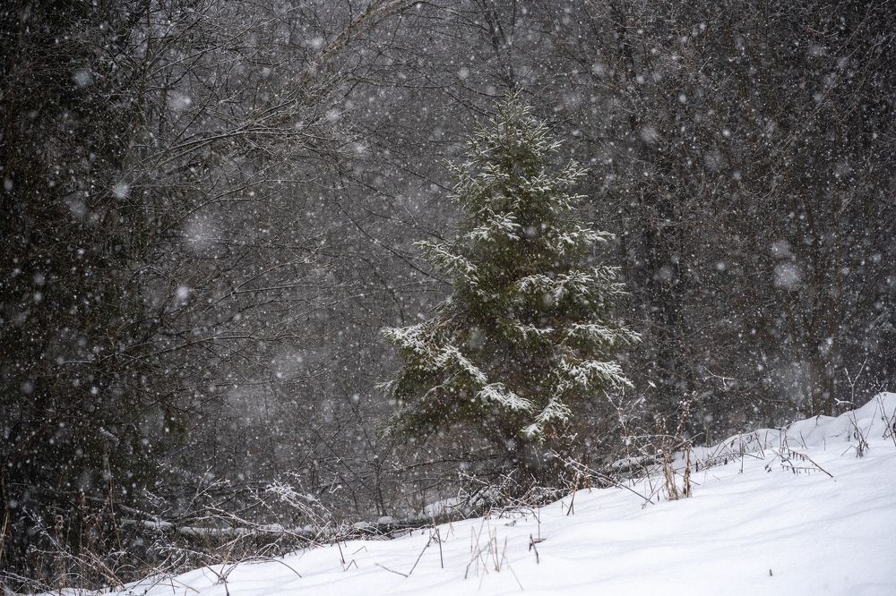 Photograph by Ladislav Szabó