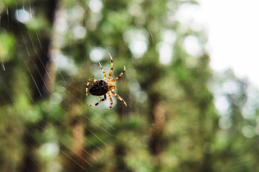 Photograph by Горбунов Сергей