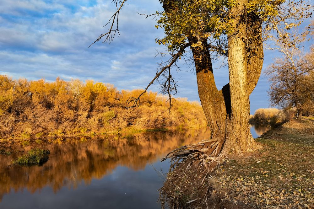 Одиночество в золотом .
