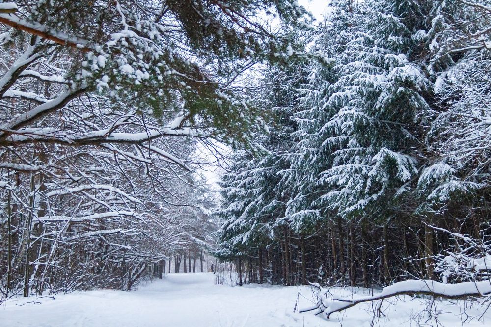 Photograph by Алексей