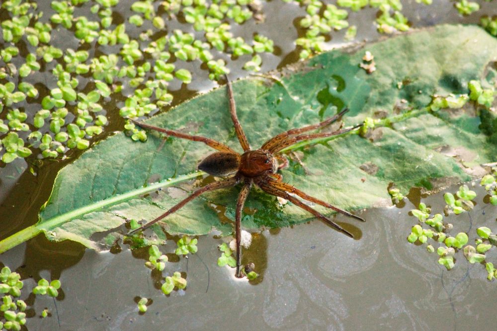 Photograph by Елена Верховская