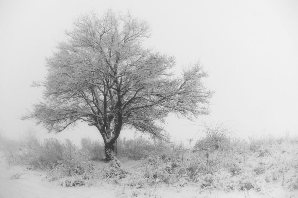 Чёрно-белая зима