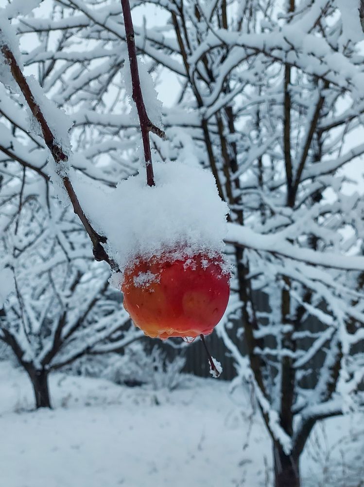 Яблоко на снегу