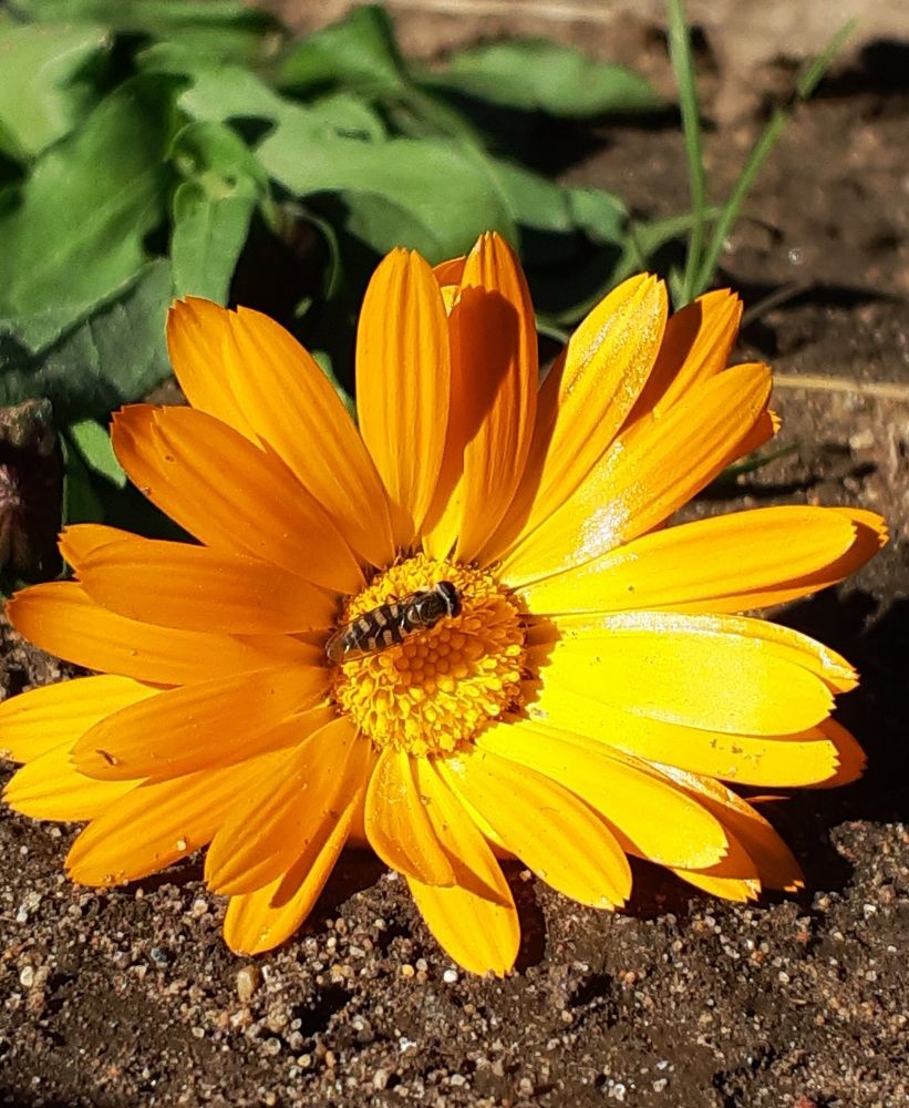 Фотография автора Марина Маллаева