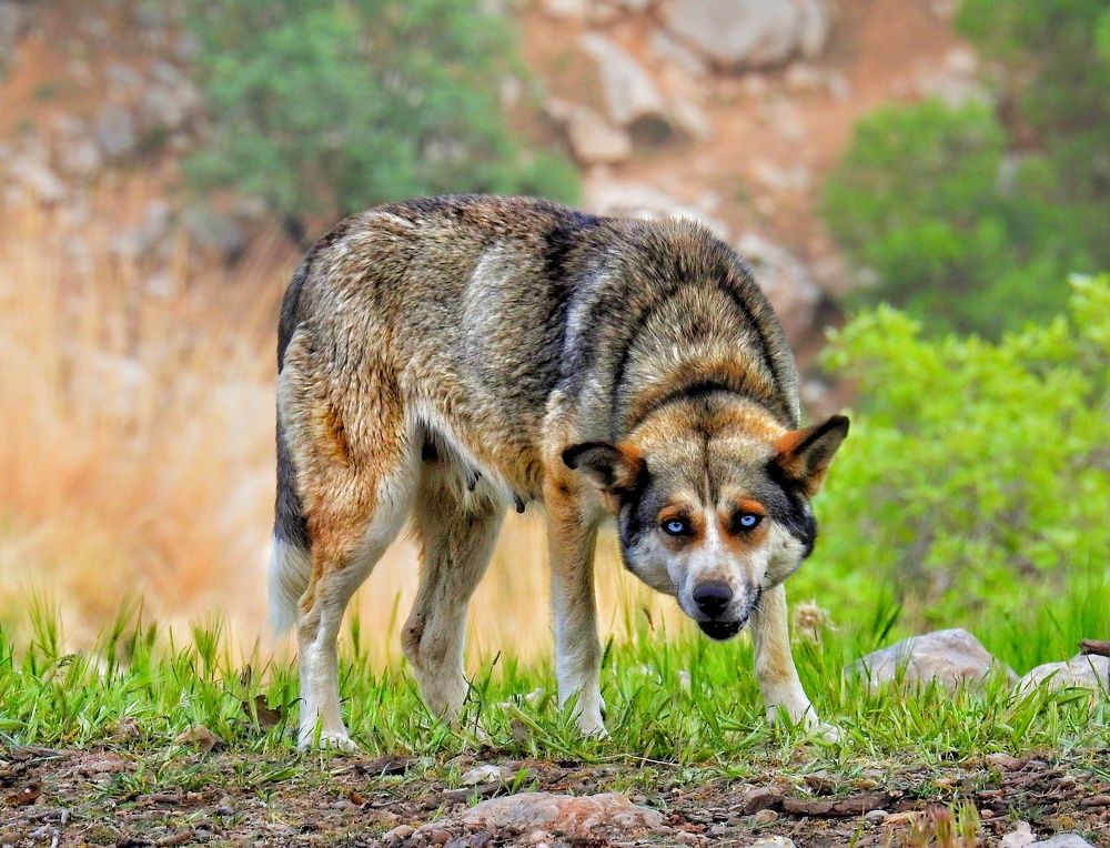 Photograph by Hossein Azizian