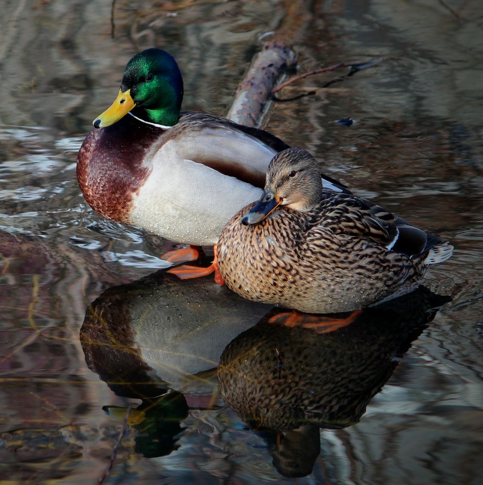 Photograph by Игорь Быков