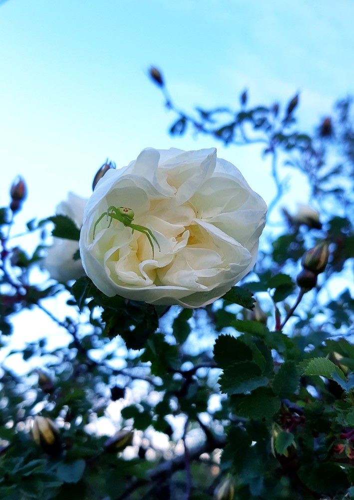 Фотография автора Ирина Лукьянчик