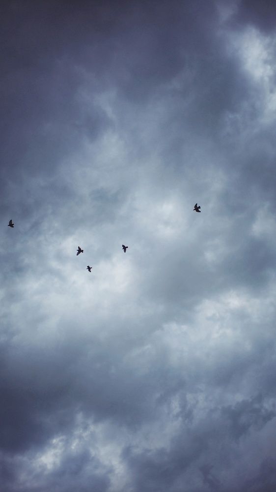 Photo #6950049