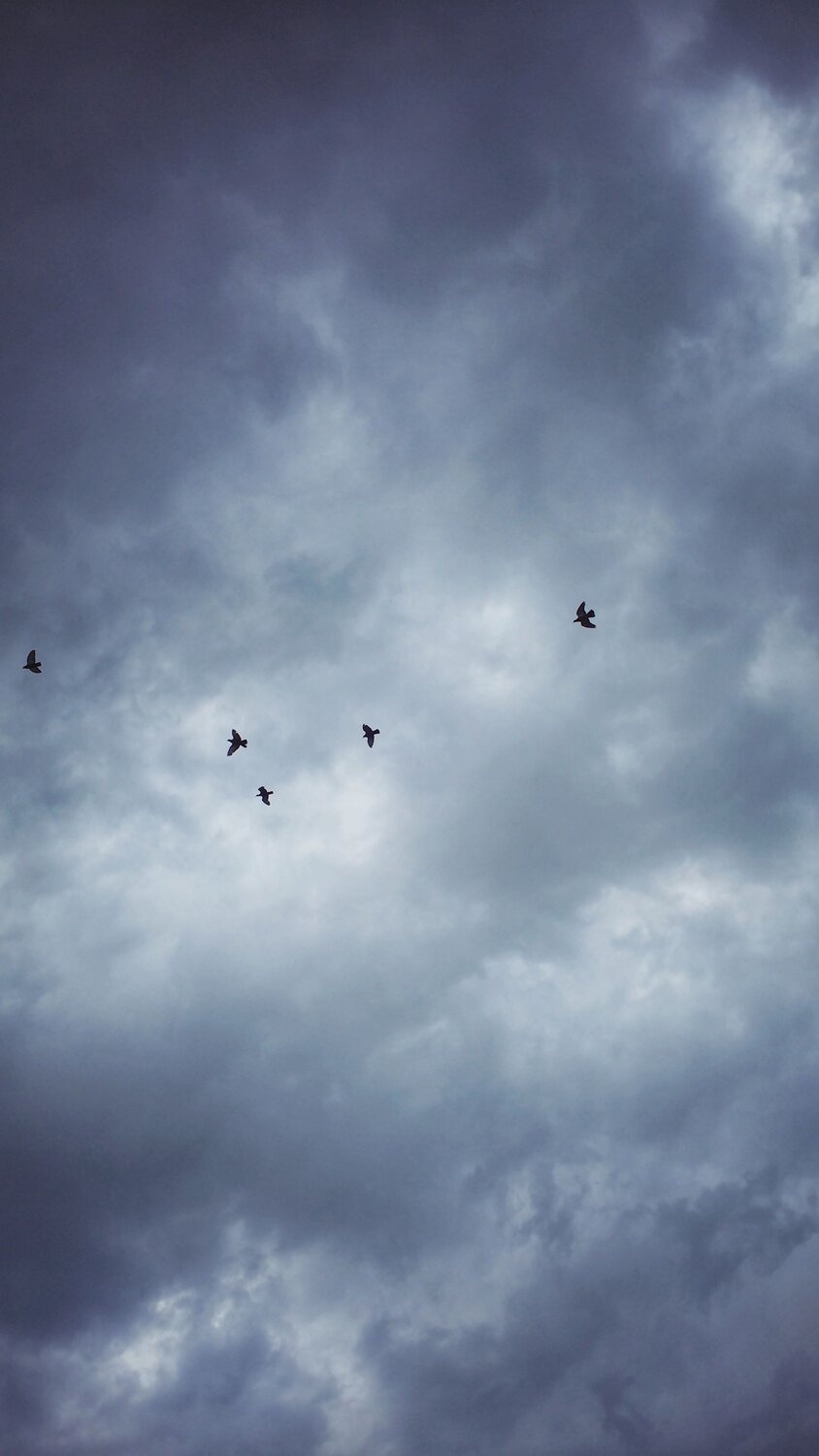 Photo #6950049